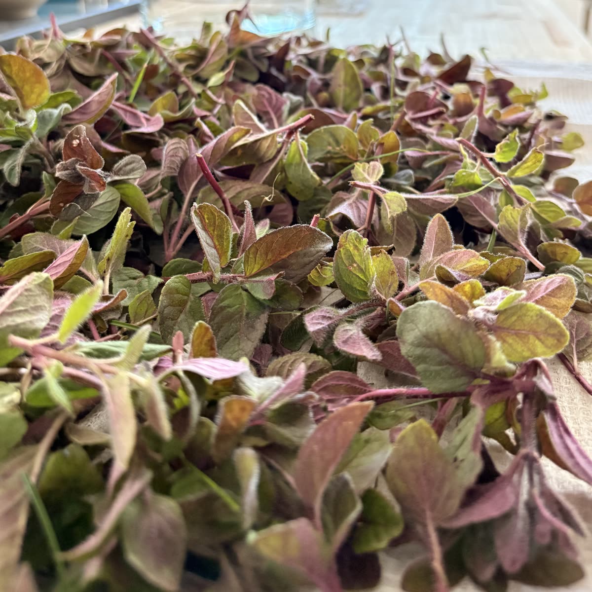 Herbes fraîches cueillies pour la table d'hôte